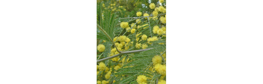 Mimosa Absolue